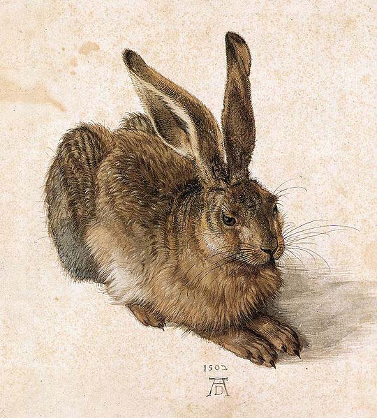 Albrecht Durer Young Hare